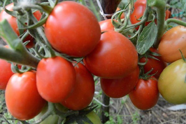 ต้นมะเขือเทศ