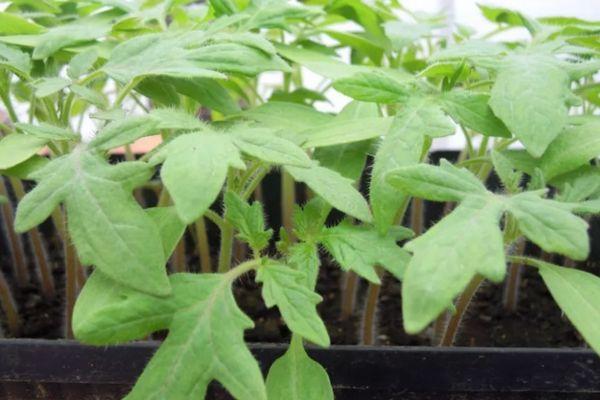 ภาชนะใส่ต้นกล้า