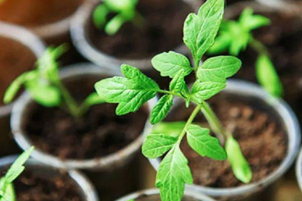 แก้วที่มีต้นกล้า