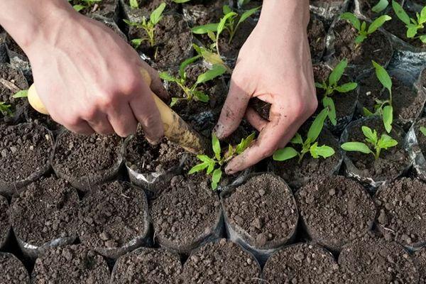 การปลูกต้นกล้า