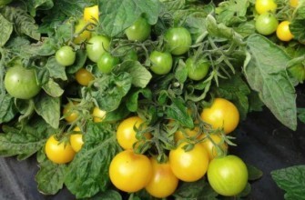 มะเขือเทศสีเหลือง