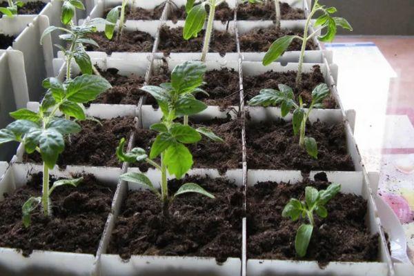 ภาชนะใส่ต้นกล้า