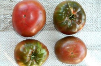 มะเขือเทศสี่ลูก