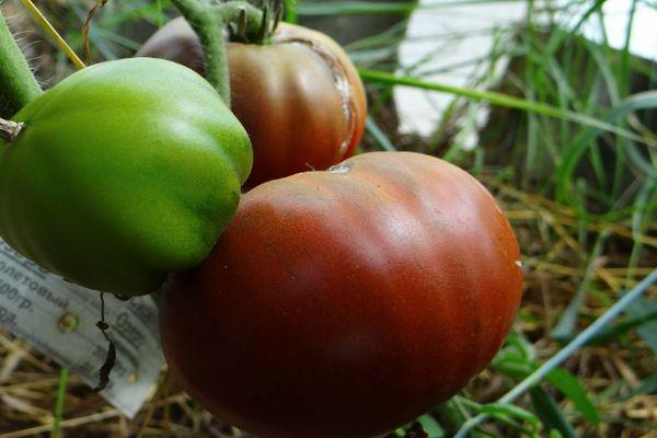 ต้นมะเขือเทศ