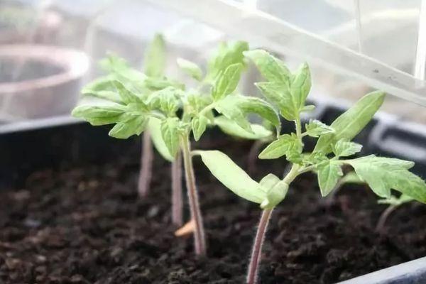 plants de tomates
