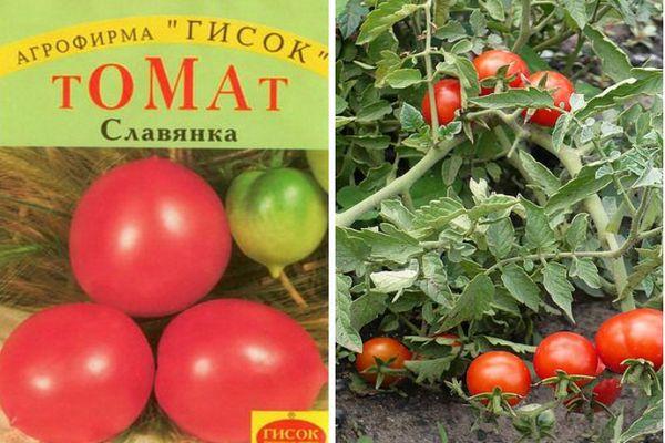 Description de la tomate