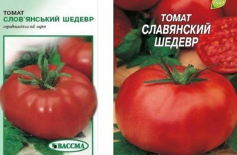 เมล็ดมะเขือเทศ