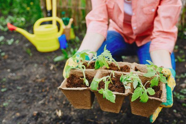 ภาชนะใส่ต้นกล้า