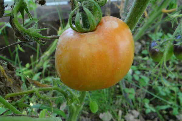 มะเขือเทศในเรือนกระจก