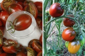 การปลูกมะเขือเทศ