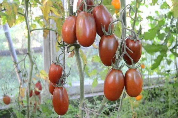 มะเขือเทศยาว