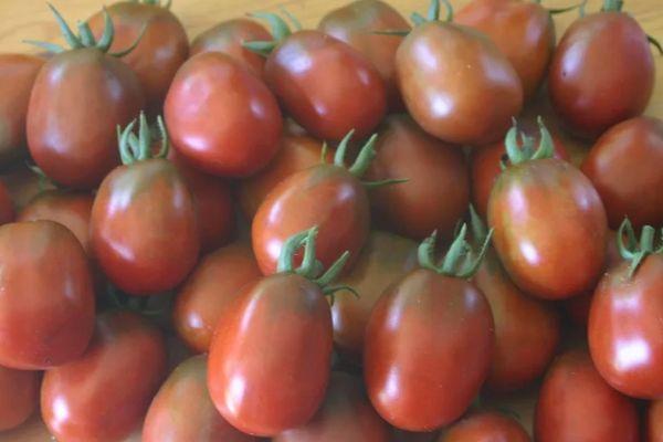 มะเขือเทศสีดำ