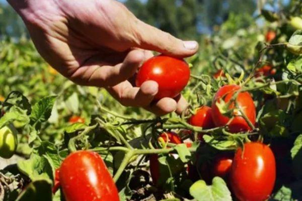 มะเขือเทศสลิโวกา