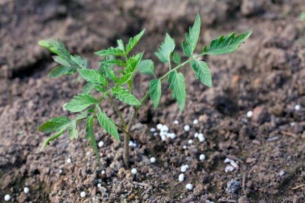 มะเขือเทศในดิน