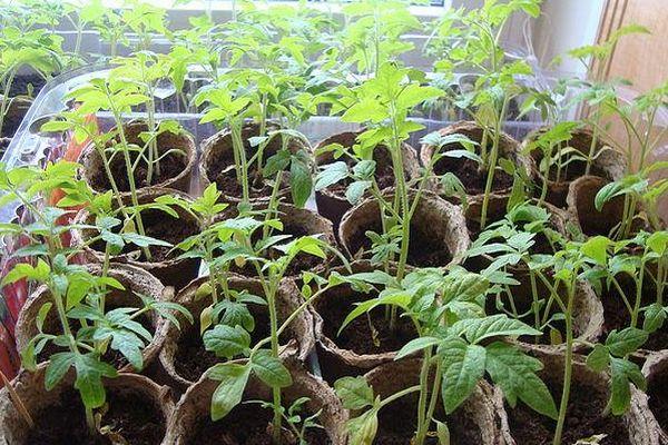 ต้นกล้าในกระถาง