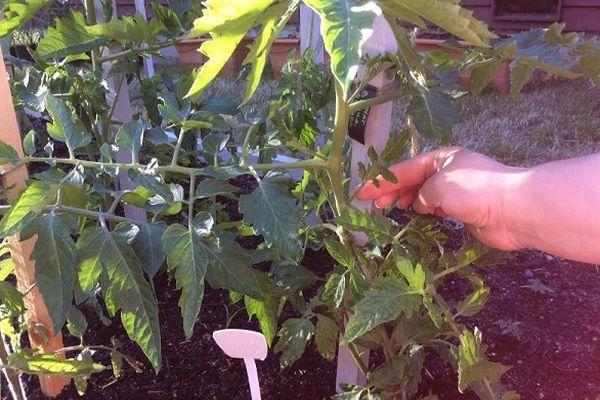 ต้นกล้ามะเขือเทศ