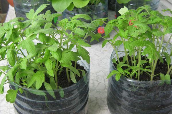 Conteneurs avec semis