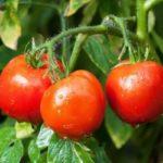 มะเขือเทศโซนาต้า