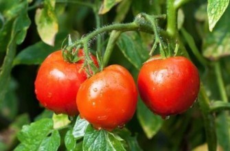 มะเขือเทศโซนาต้า