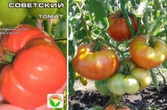 มะเขือเทศโซเวียต