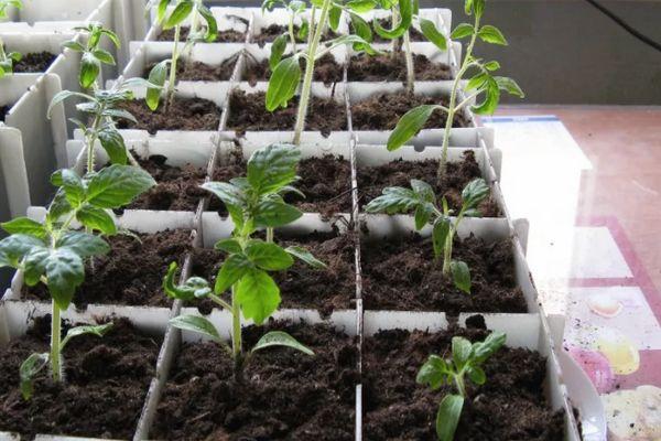 Conteneur avec semis