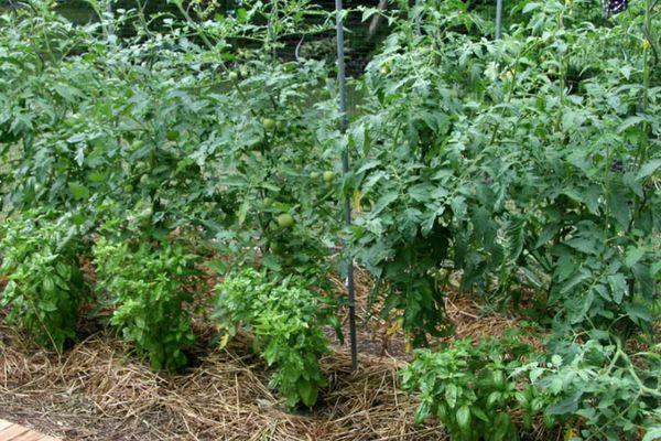 Cultiver des tomates