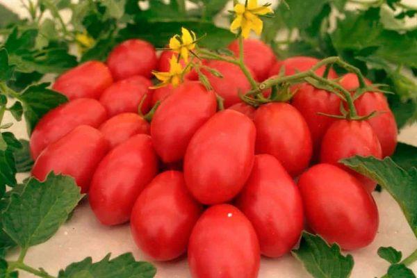 Tomates Stanichnik