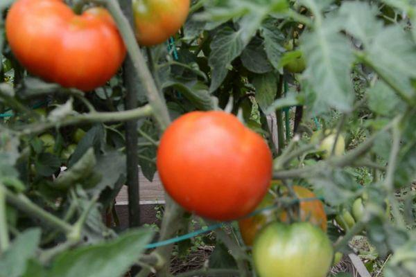 Cultiver des tomates