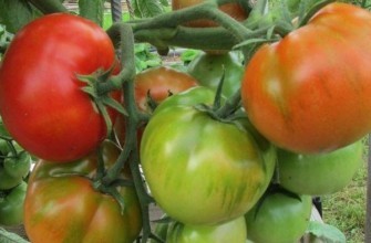 ต้นมะเขือเทศ