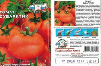 ลักษณะของมะเขือเทศ