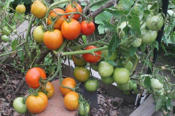 Cultiver des tomates