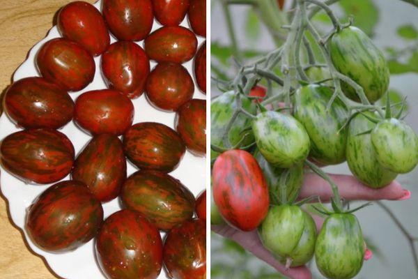 ผลมะเขือเทศ