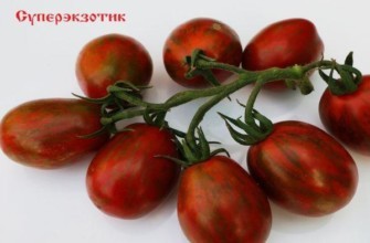 แปรงมะเขือเทศ