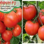 graines de tomates