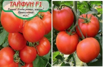 เมล็ดมะเขือเทศ