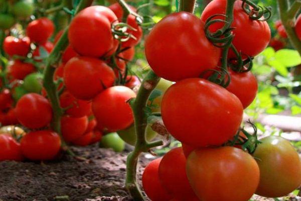 Cultiver des tomates