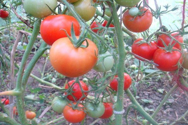 Tomates Taimyr