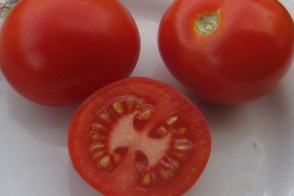 Tomates Taimyr