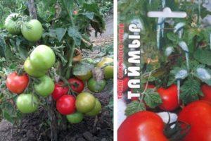 Description de la tomate résistante au gel Taimyr, culture et entretien de la variété