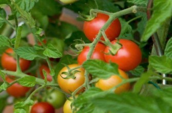 แปรงมะเขือเทศ