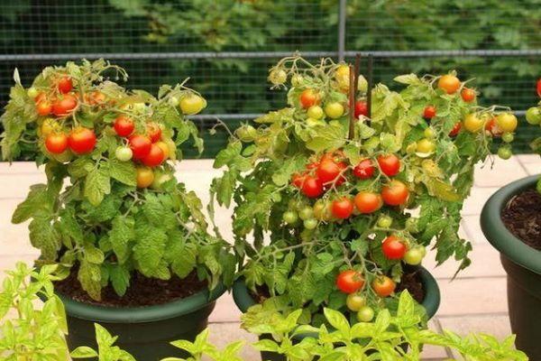 การปลูกมะเขือเทศ