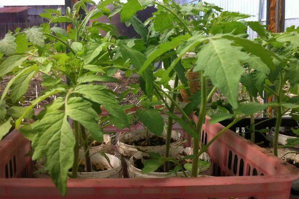 ต้นกล้ามะเขือเทศ