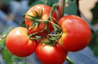 แปรงมะเขือเทศ