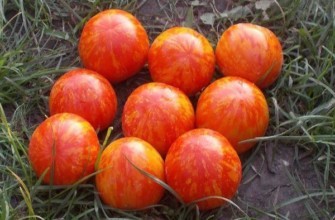 มะเขือเทศเสือ