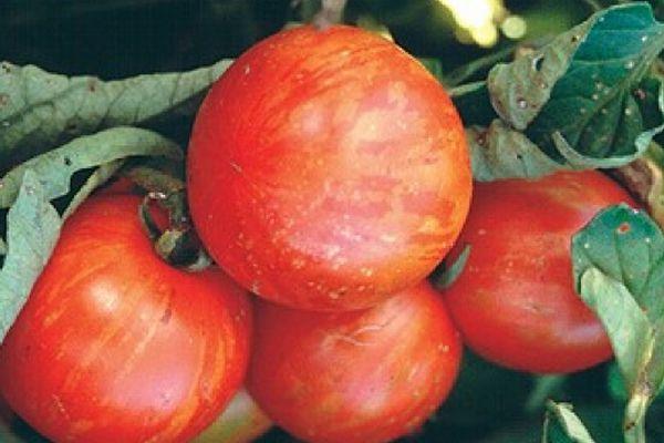 มะเขือเทศเสือ