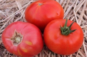 มะเขือเทศสามลูก