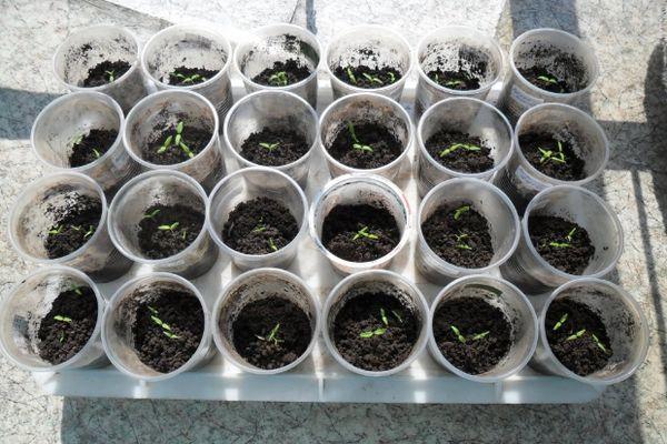 ต้นกล้าในแก้ว