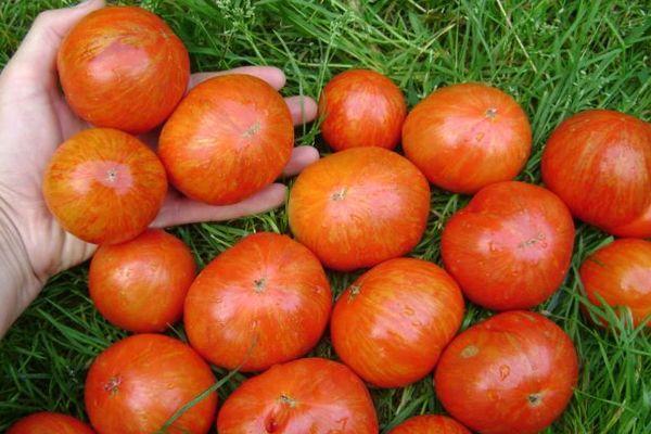 การเก็บเกี่ยวมะเขือเทศ