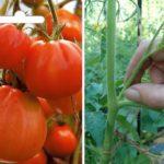 เมล็ดมะเขือเทศ