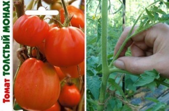 เมล็ดมะเขือเทศ